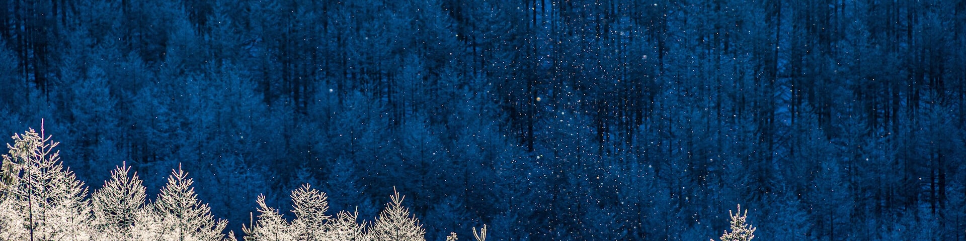 朝日に輝く霧氷 冬の霧ヶ峰 長野