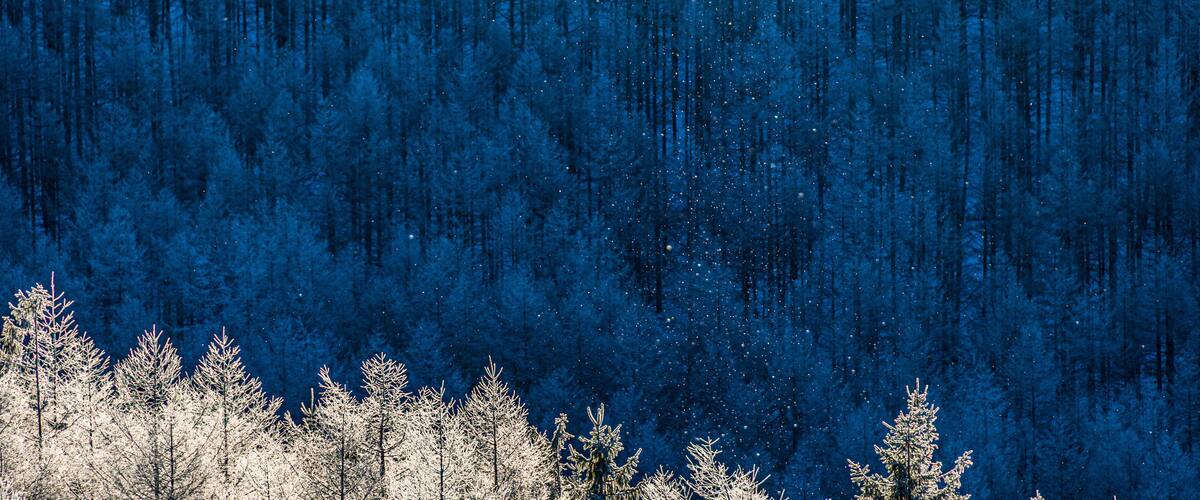 A snowy forest with tall trees and a dark blue sky.