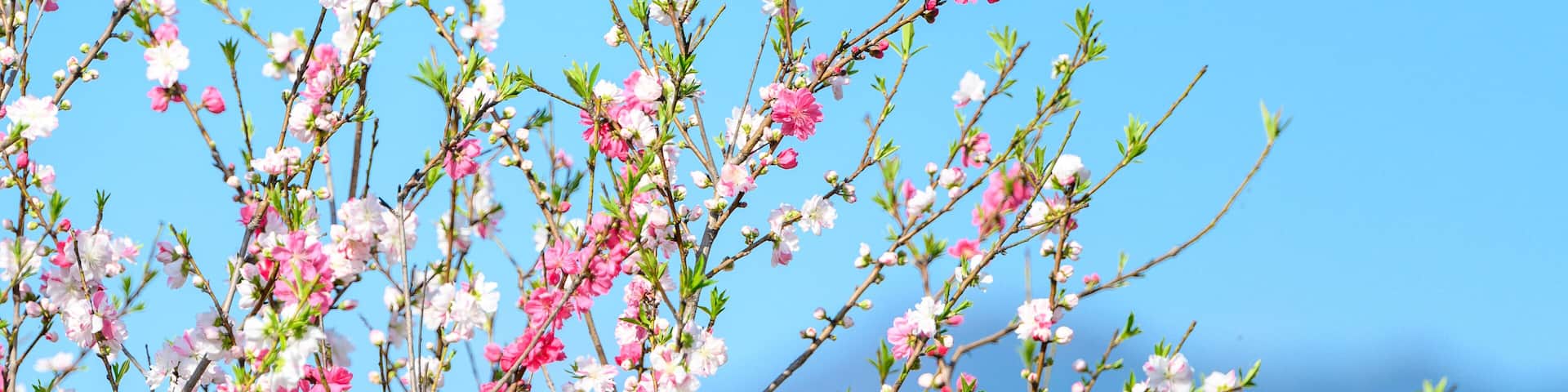 A tree with pink and white blossoms against a clear blue sky.