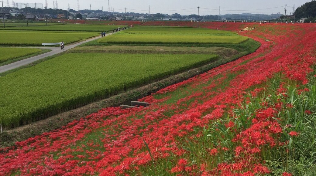 一面の曼珠沙華