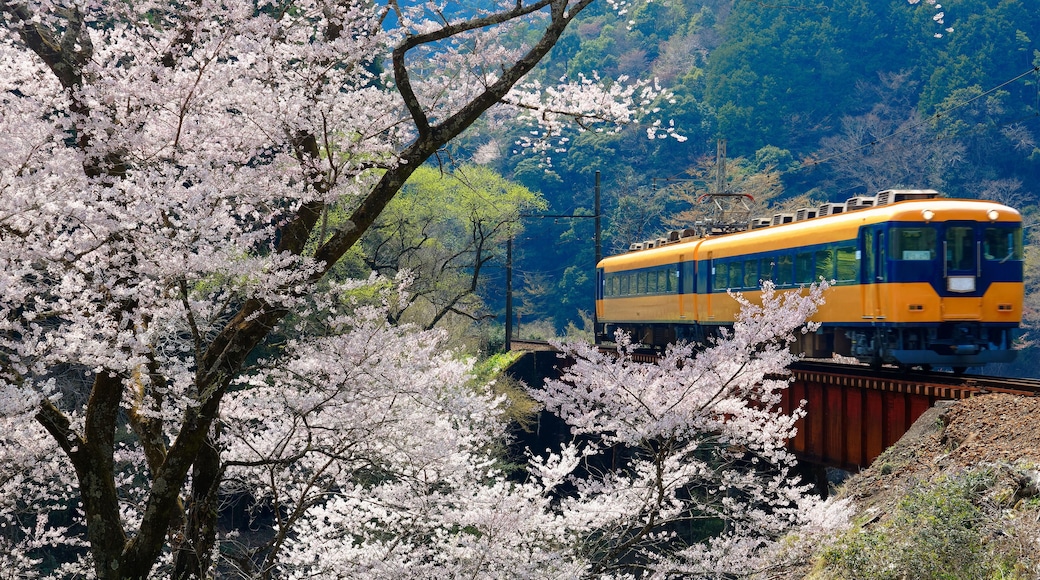 A local train traveling on a bridge by a flourishing cherry blossom ( Sakura ) tree near Kawane Sasamado Station of Oigawa Railway in Shimada, Shizuoka, Japan ~ Spring scenery of Japanese countryside