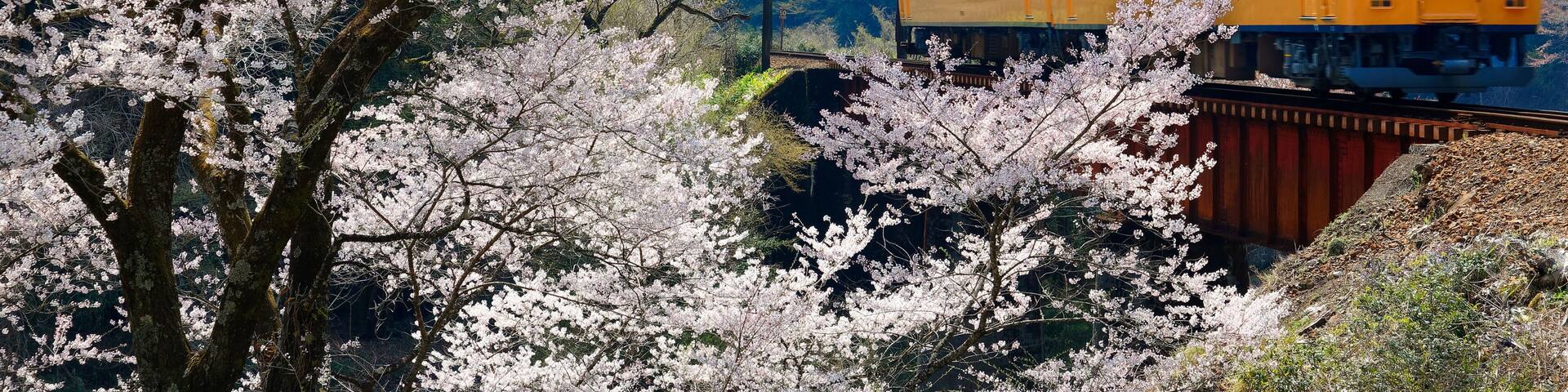 A train passing through a cherry blossom forest.