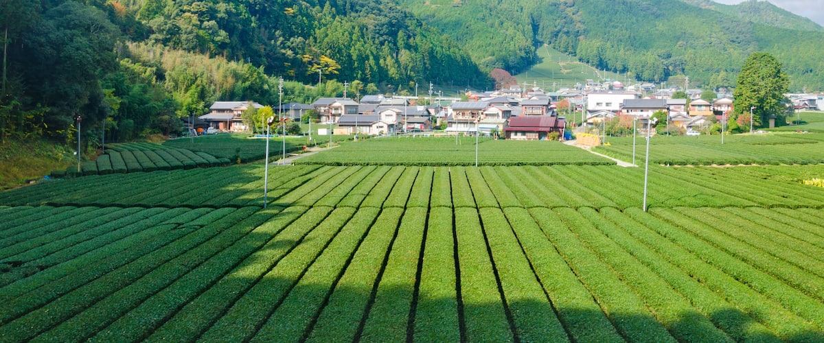 Fresh green tea farm in spring , Row of tea plantations (Japanese green tea plantation) Haibara District, Shizuoka prefecture, Japan.