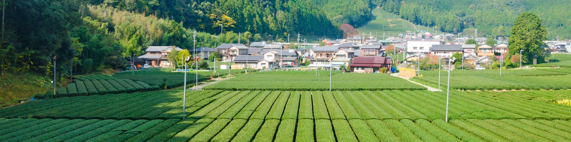 Fresh green tea farm in spring , Row of tea plantations (Japanese green tea plantation) Haibara District, Shizuoka prefecture, Japan.