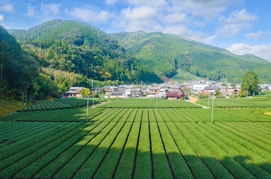 Fresh green tea farm in spring , Row of tea plantations (Japanese green tea plantation) Haibara District, Shizuoka prefecture, Japan.