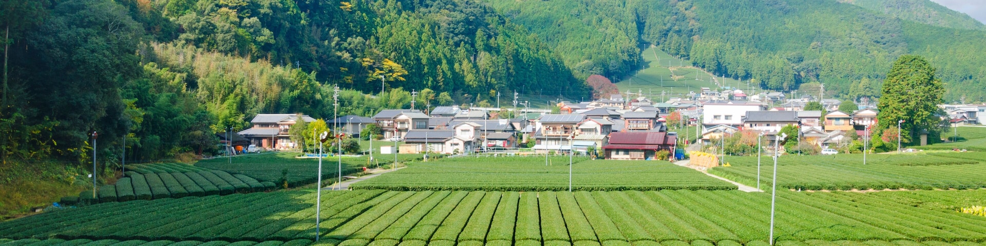 Fresh green tea farm in spring , Row of tea plantations (Japanese green tea plantation) Haibara District, Shizuoka prefecture, Japan.