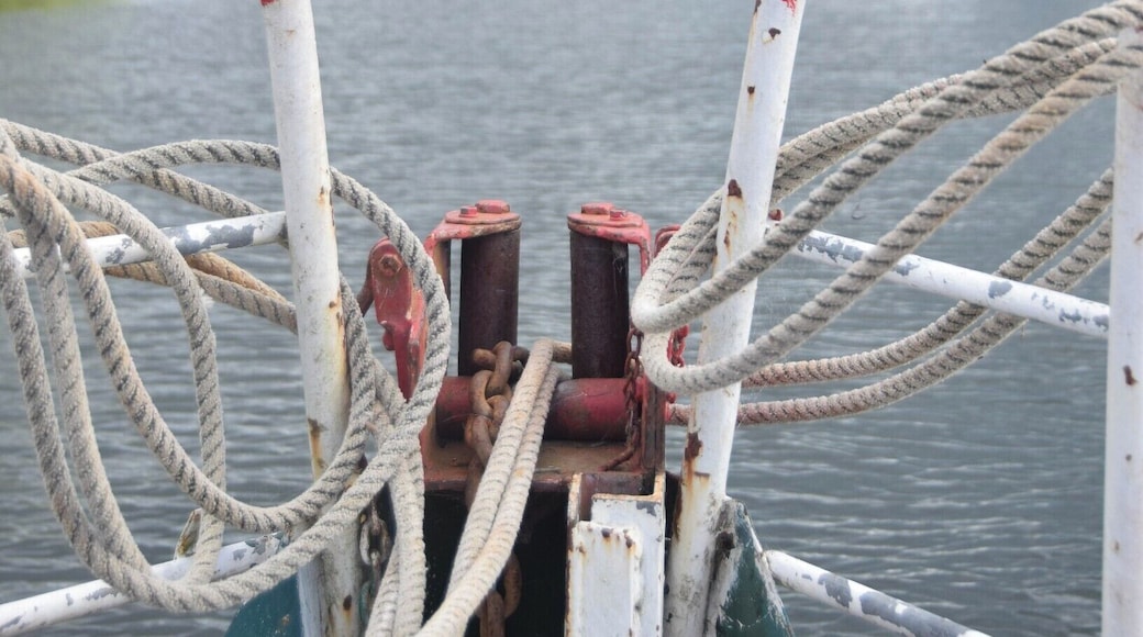 Finding the Otonui Paddleboat is the only slightly challenging aspect of this wonderful attraction in Tauranga - just find the Waimarino Adventure Park which is next door. The steamer is a 100 year old flat bottomed boat that has been lovingly restored and takes you on a two hour cruise down the Wairoa River. It's history is extensive - the boat and the river. It has had two restorations, one after being buried under a shingle bank for twenty years and then after it was burned down to it's bare bones. We were given a hot drink to sip on, and sat at the front of the boat to admire the view. The river was almost completely still, only disturbed by the occasional kayaker or bird. we passed native and regenerative forest, farmland, kiwifruit plantations and a river-side mansion occasionally too! It was peaceful, beautiful and thoroughly enjoyable. Peter, the owner and guide was funny and informative, and it's clear to see that he loves his job and his tour!