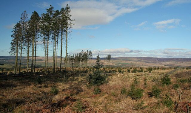 Castle Hill Cycle trail near Castle Hill in Newcastleton Forest.