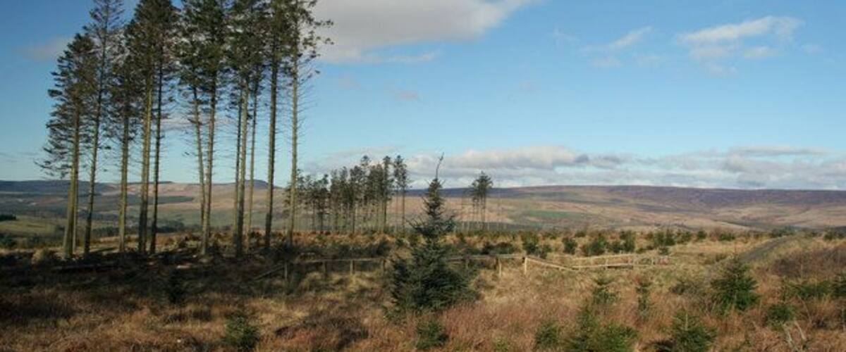 A landscape with a group of tall trees, a fence, and rolling hills in the background.