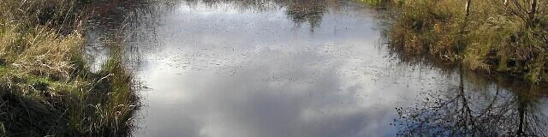 Un río tranquilo rodeado de árboles y follaje.