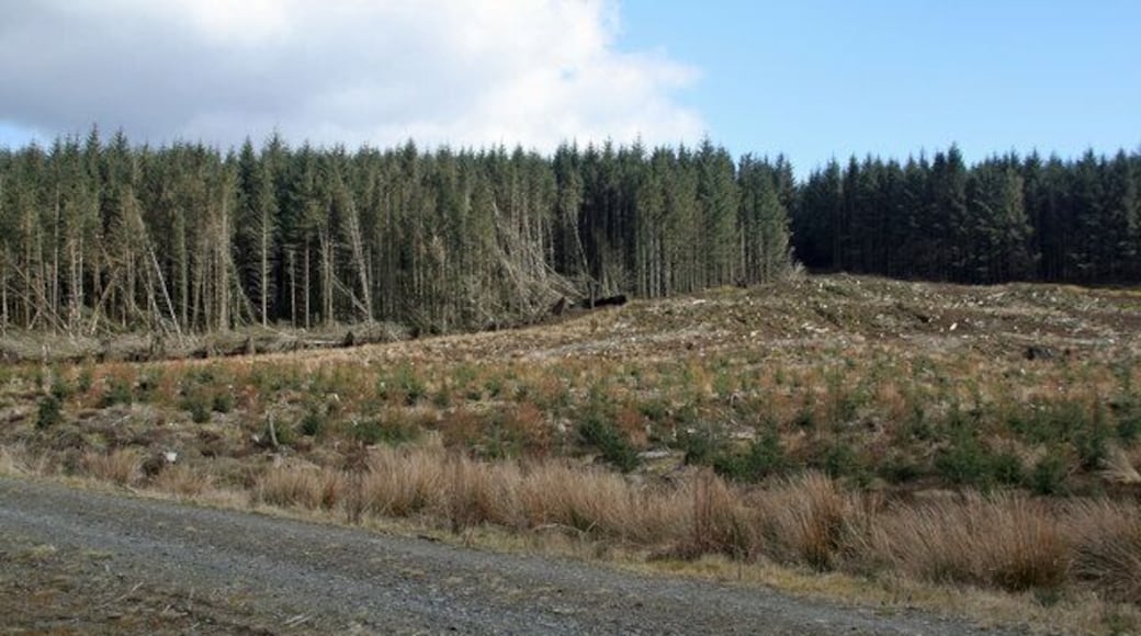 Harden Hill Clear fell area at Harden Hill in Newcastleton Forest.
