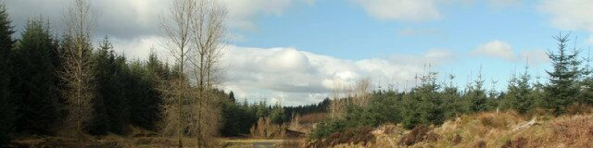 Tweeden Burn Track alongside Tweeden Burn in Newcastleton Forest.
