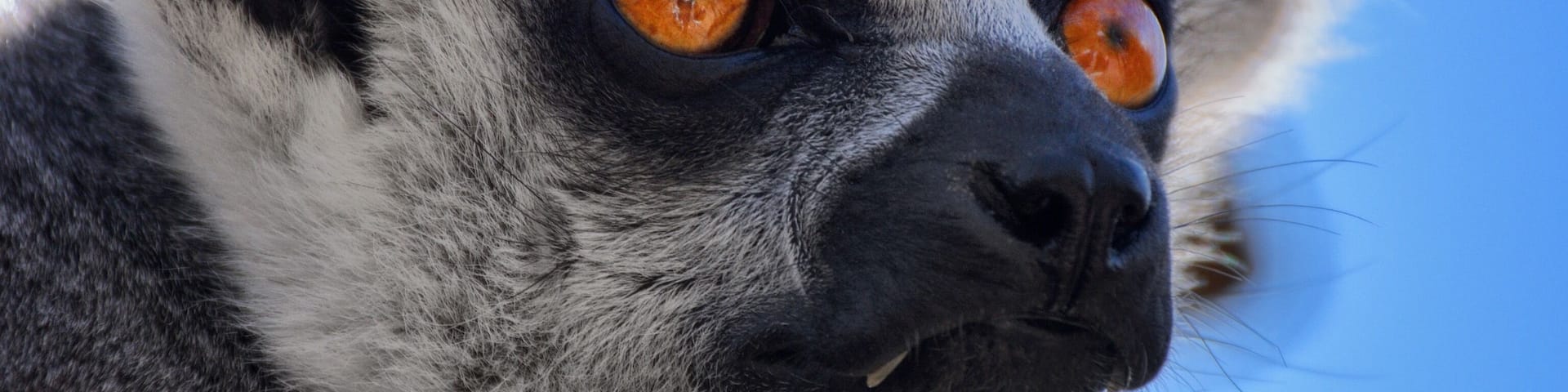 Drive and walk around among animals from all over the world in this beautiful park
#lemur #eyes #wildlife #animal #Madagascar #bluesky #monkey #denmark