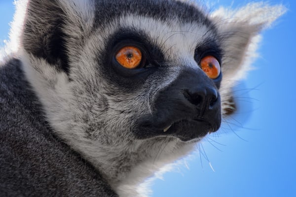 Drive and walk around among animals from all over the world in this beautiful park
#lemur #eyes #wildlife #animal #Madagascar #bluesky #monkey #denmark