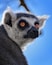 Drive and walk around among animals from all over the world in this beautiful park
#lemur #eyes #wildlife #animal #Madagascar #bluesky #monkey #denmark