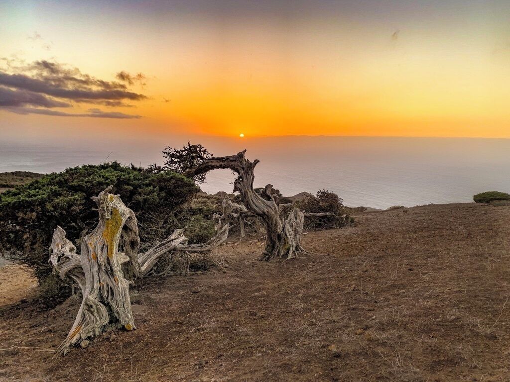 El Sabinar is a grouping of juniper trees that have been shaped by the trade winds. The promontory on which they sit overlooks the ocean and makes a beautiful backdrop for some stunning photographs. 