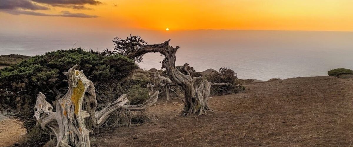 El Sabinar is a grouping of juniper trees that have been shaped by the trade winds. The promontory on which they sit overlooks the ocean and makes a beautiful backdrop for some stunning photographs.