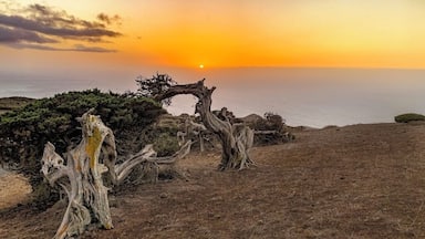 A sunset over a coastal landscape with a distinctive tree formation.