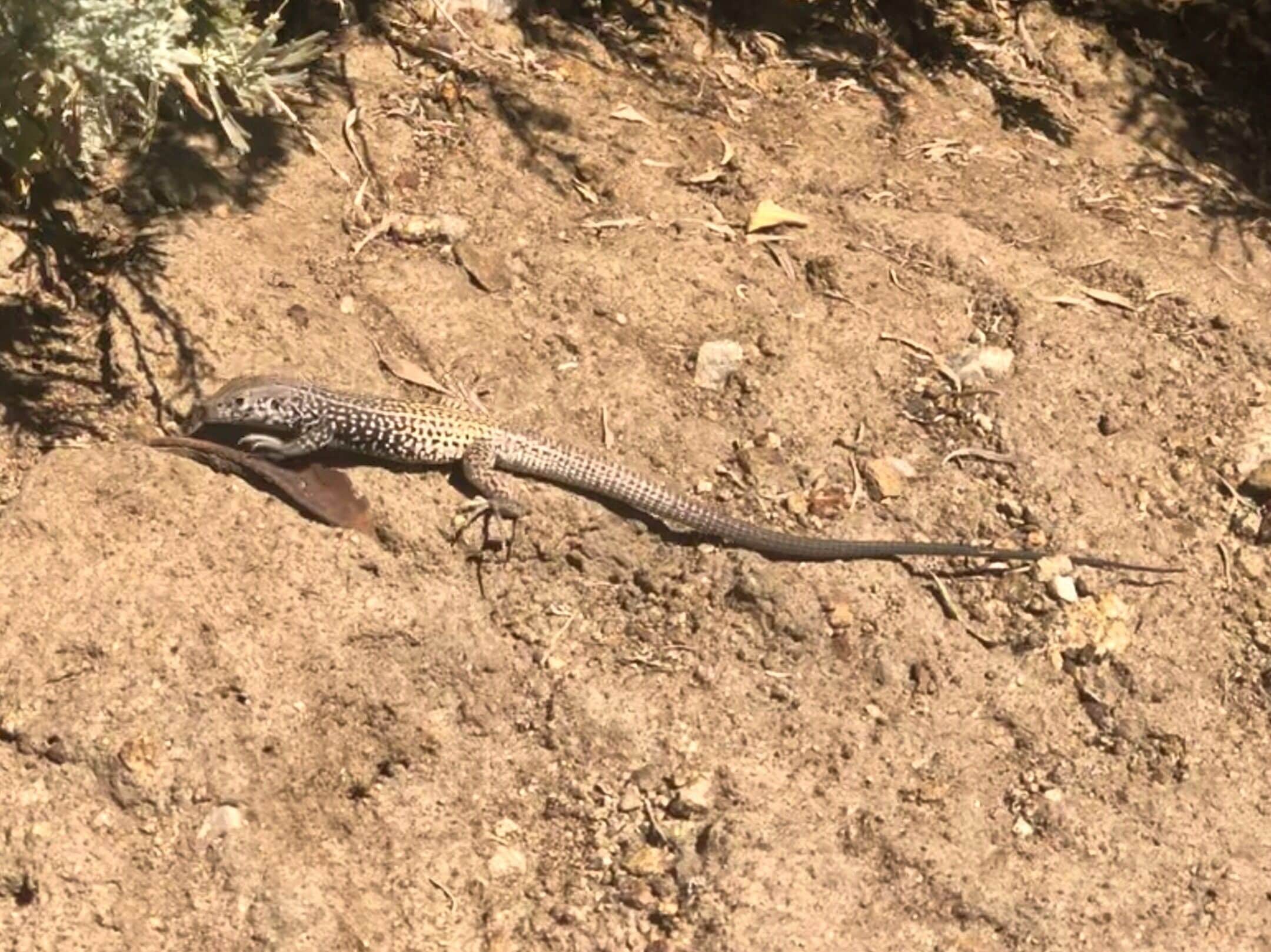 Just one of the many lizards running around in the brush near Coleville. 

#lizard
#coleville
#koa
#nature