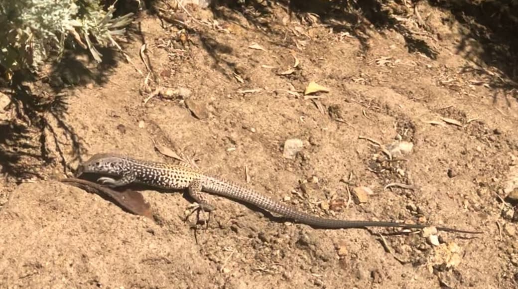 Just one of the many lizards running around in the brush near Coleville.
#lizard
#coleville
#koa
#nature