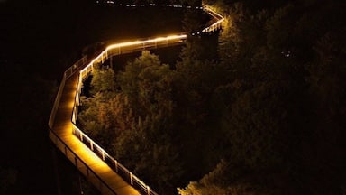 A winding illuminated pathway through a forest at night.