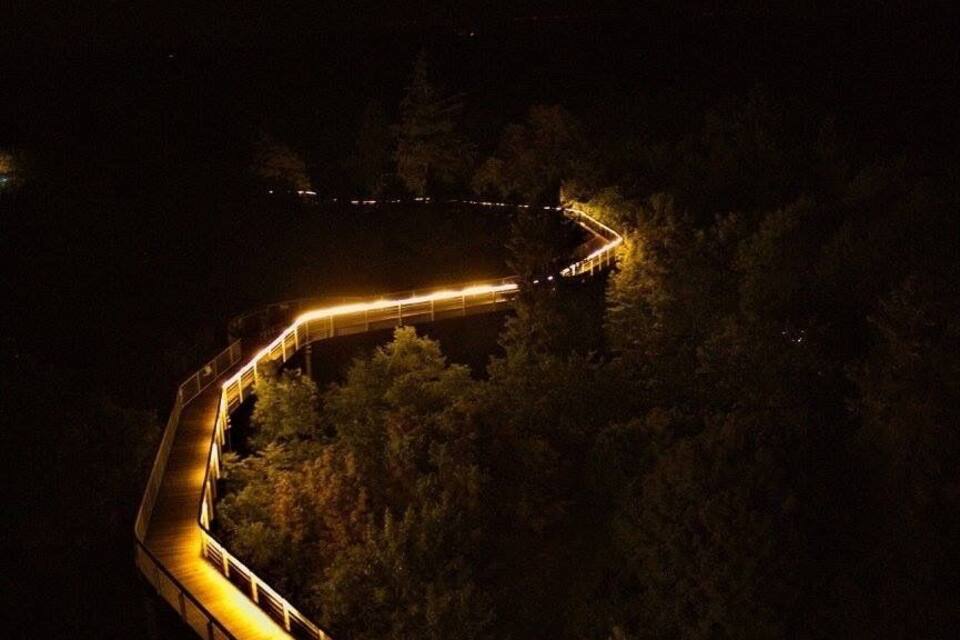 Un camí il·luminat i sinuós a través d'una forest de nit.