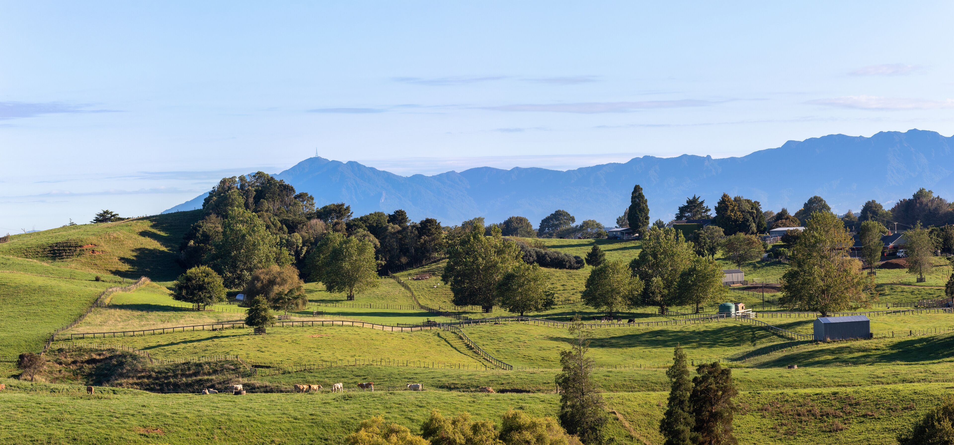 Rolling hills, grazing cows, scattered trees, and distant mountains.