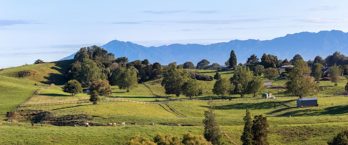 Rolling hills, grazing cows, scattered trees, and distant mountains.