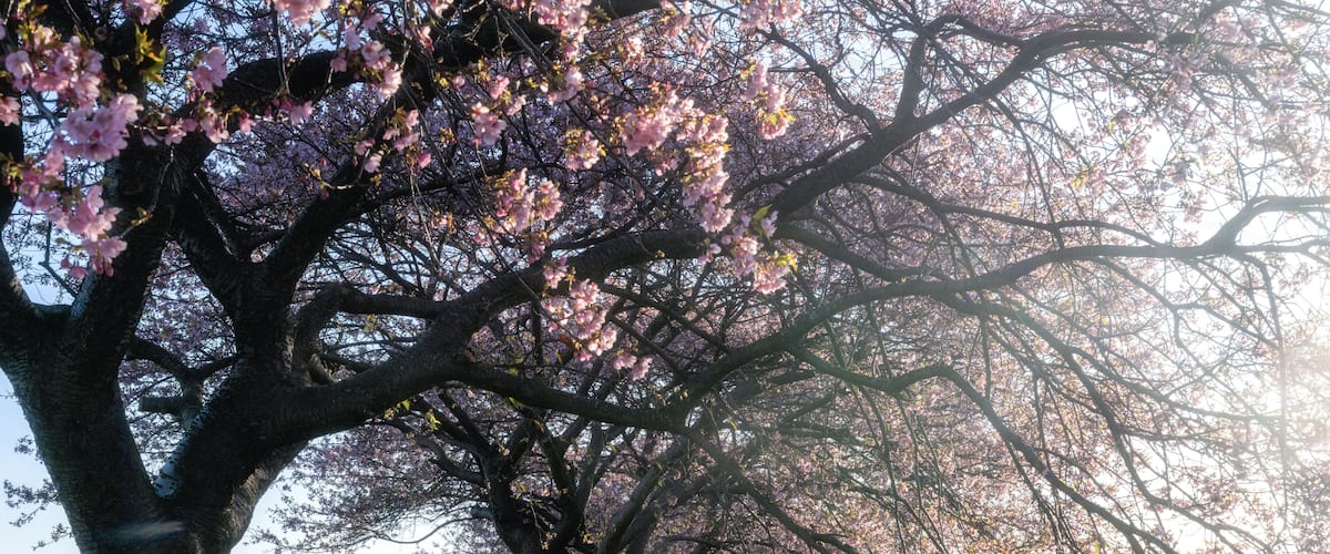 千葉県八千代市 新川千本桜の河津桜