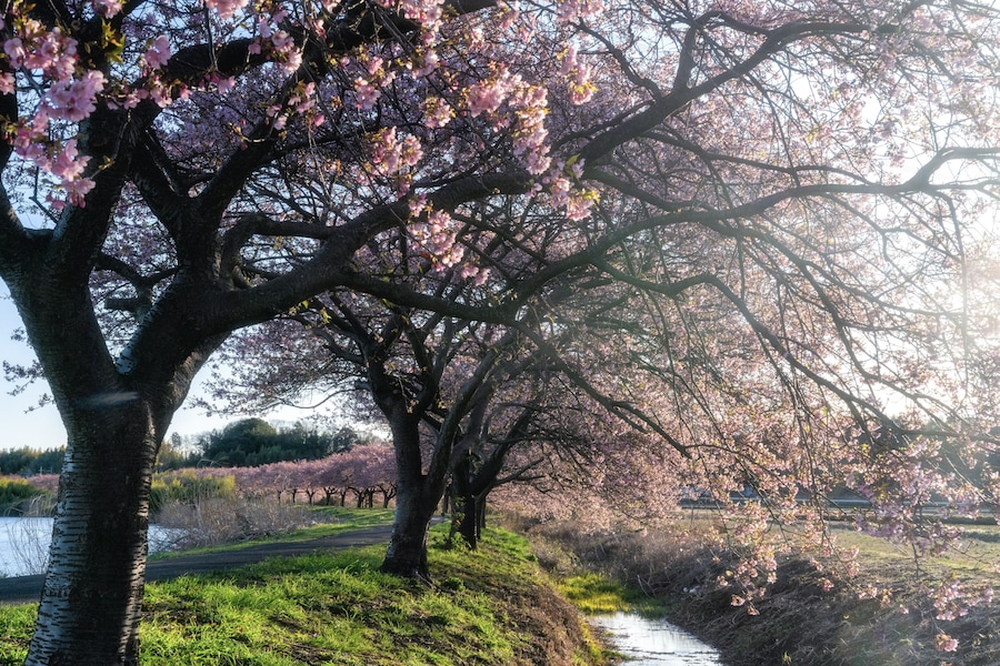 千葉県八千代市 新川千本桜の河津桜