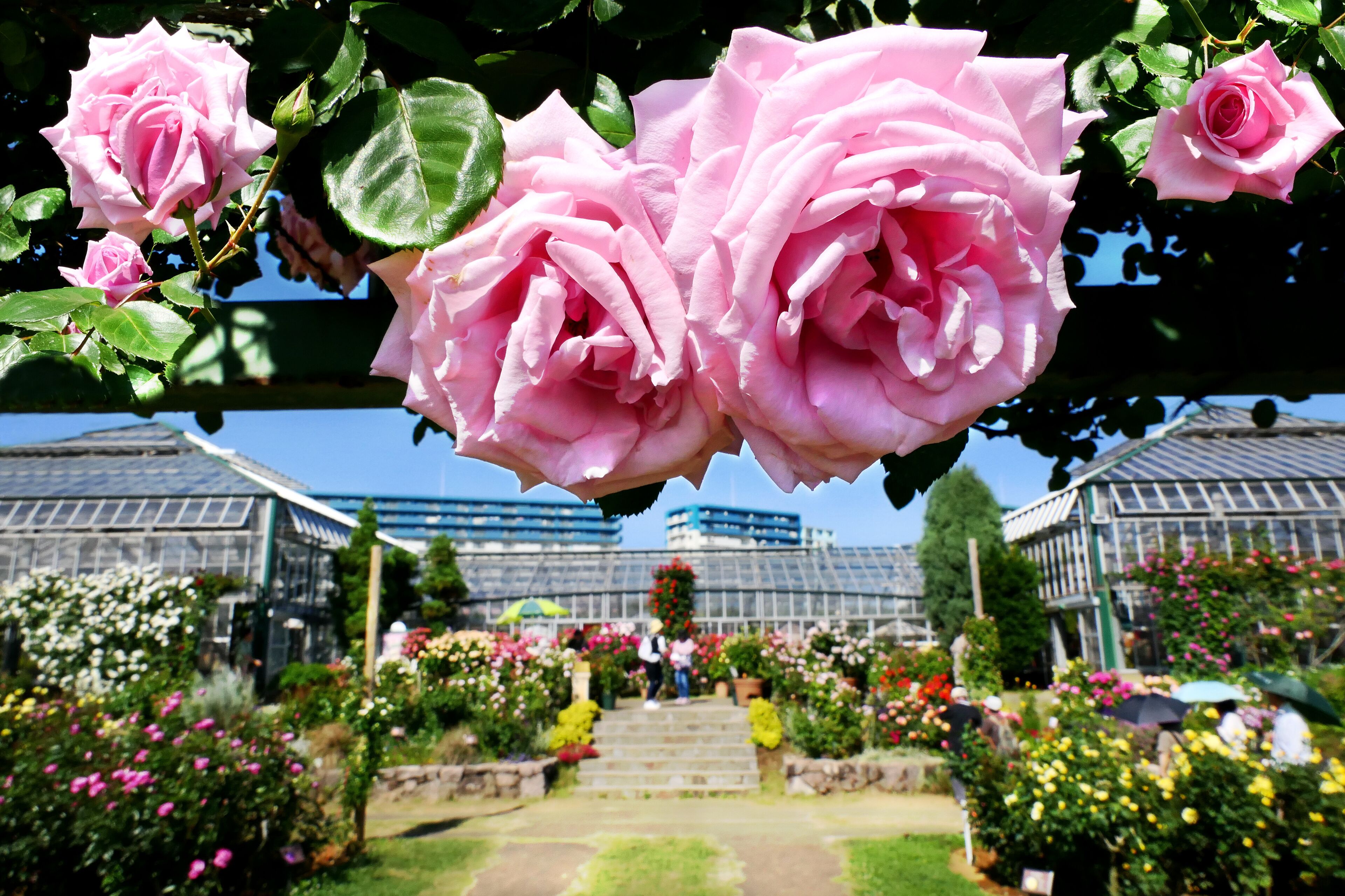 Close up of rose flowers in full bloom at Keisei Rose Garden in Yachiyo city, Chiba, Japan