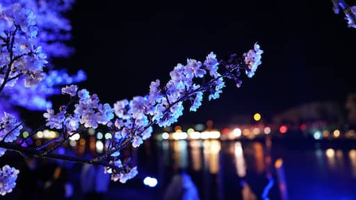 #Sakura 🌸 festival
