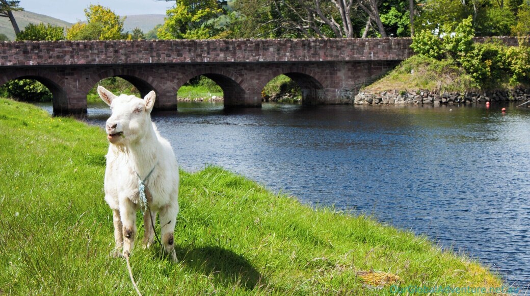 The town of Cushendon, Northern Ireland. And a goat.