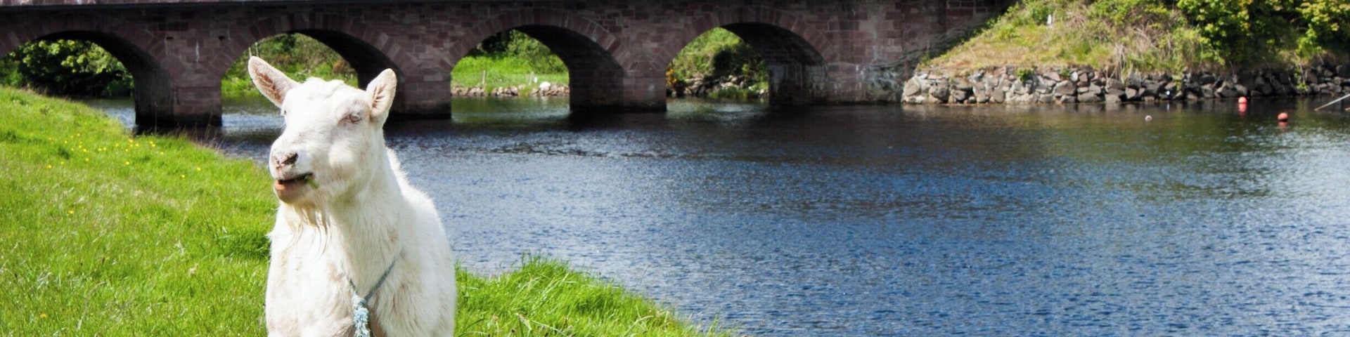The town of Cushendon, Northern Ireland. And a goat.