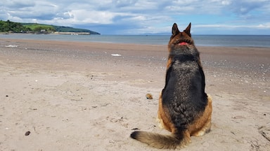 A dog sitting on a sandy beach with a view of the ocean and hills in the distance.
