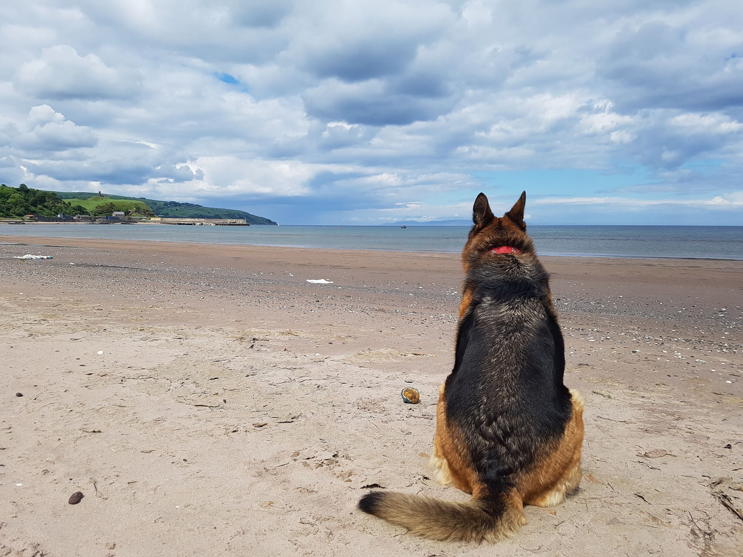 A dog sitting on a sandy beach with a view of the ocean and hills in the distance.