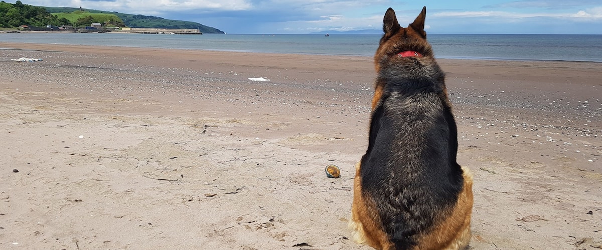 A dog sitting on a sandy beach with a view of the ocean and hills in the distance.