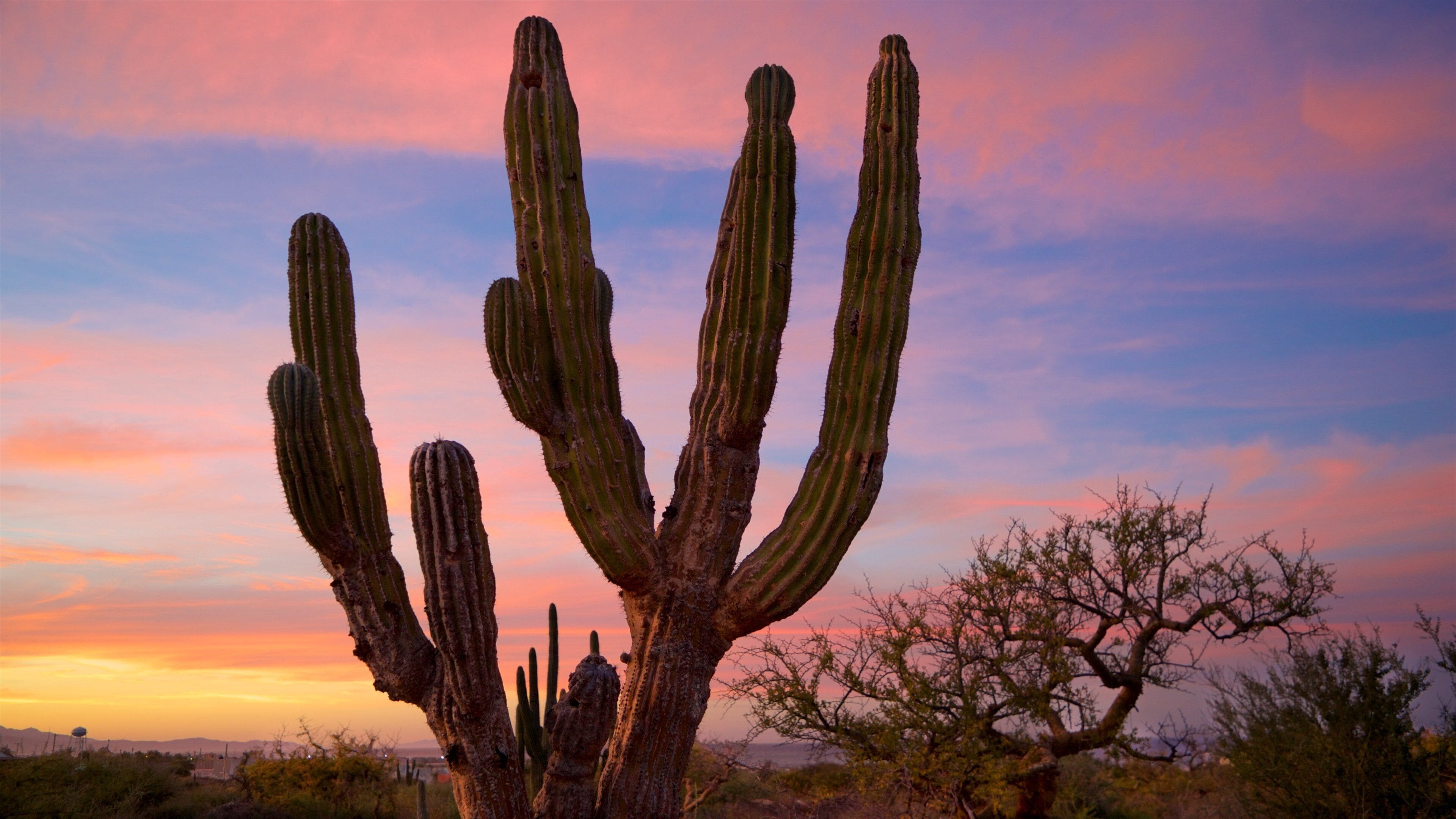 La Ribera featuring a sunset and desert views