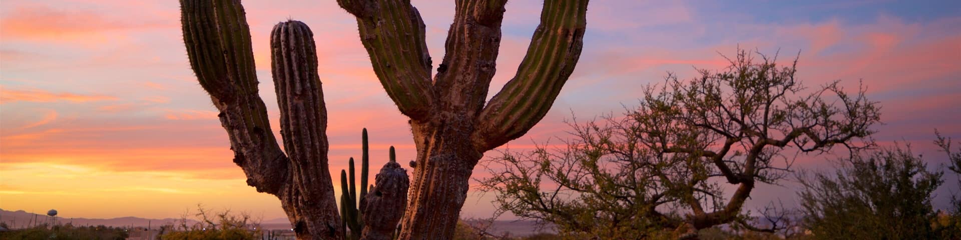 A large saguaro cactus with multiple arms against a colorful sunset sky.