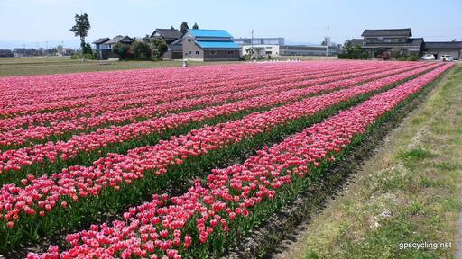 チューリップ畑