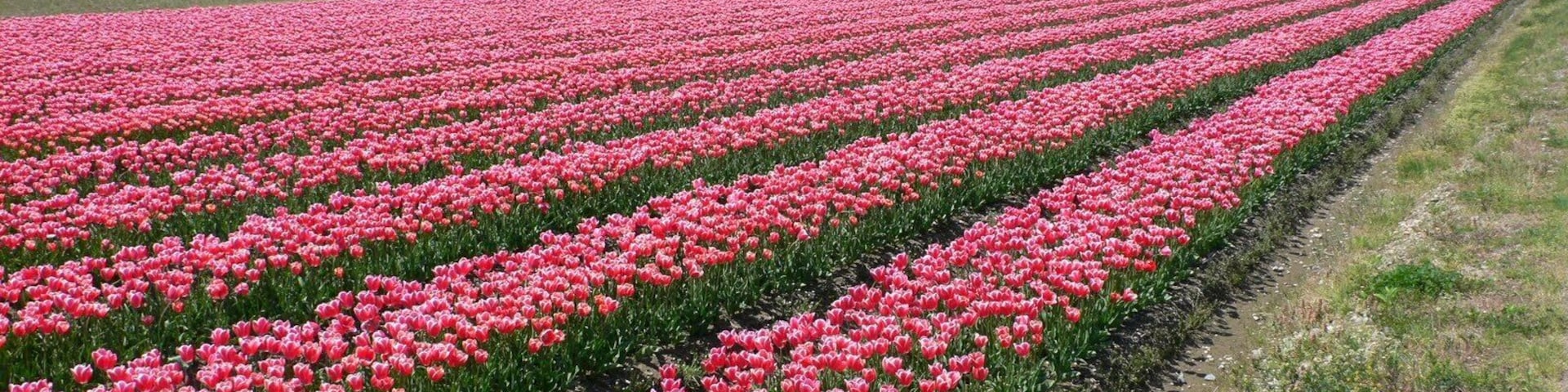 チューリップ畑