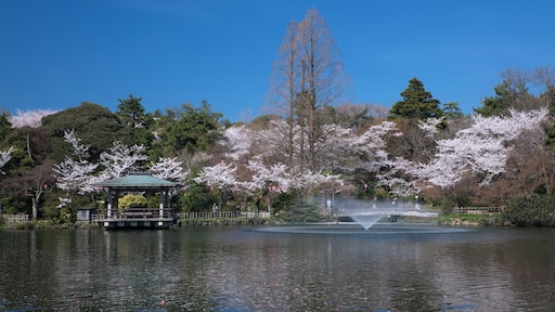 Takaoka Kojo Park and Cherry Blossoms, Takaoka, Toyama, Japan
