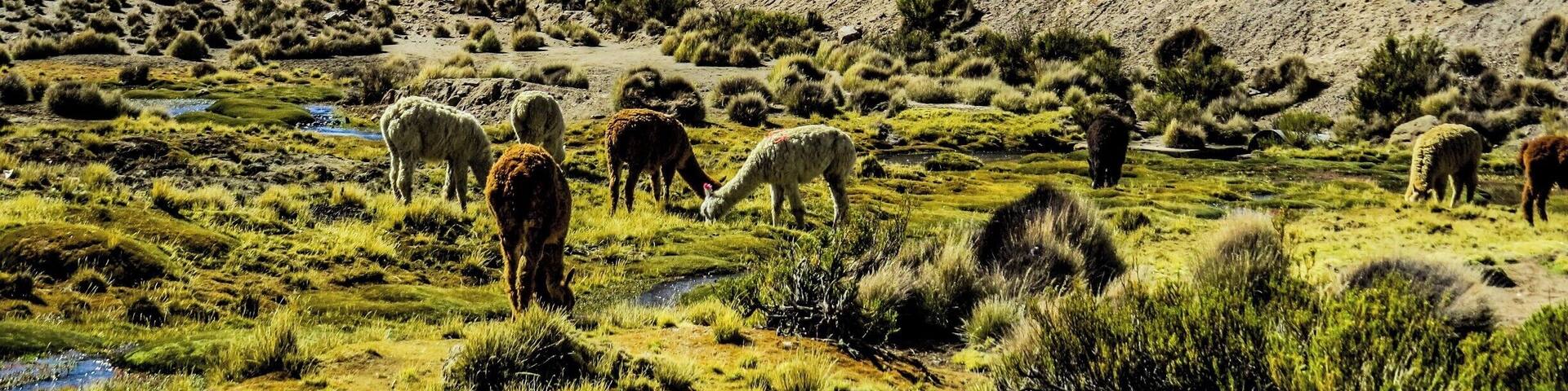 Parinacota Volcano on the border of Chile and Bolivia. This photo was taken on the chilean side at Lauca National Park.