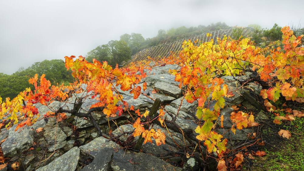 A vineyard with autumn foliage and a stone wall.
