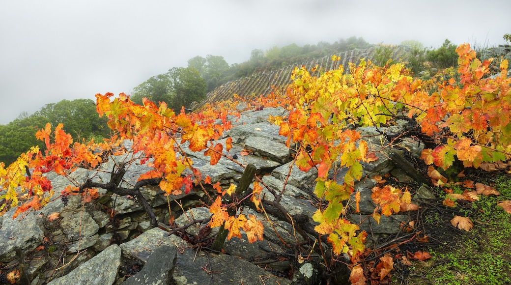 Close-up of a Mencia Grape Vine Plant