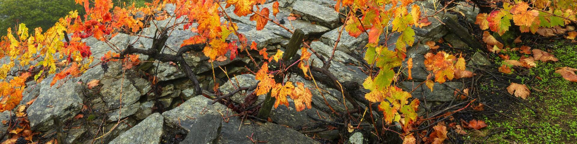Close-up of a Mencia Grape Vine Plant