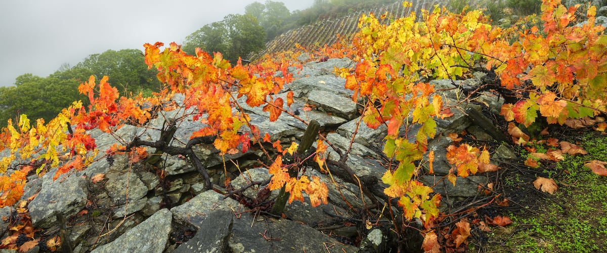 A vineyard with autumn foliage and a stone wall.