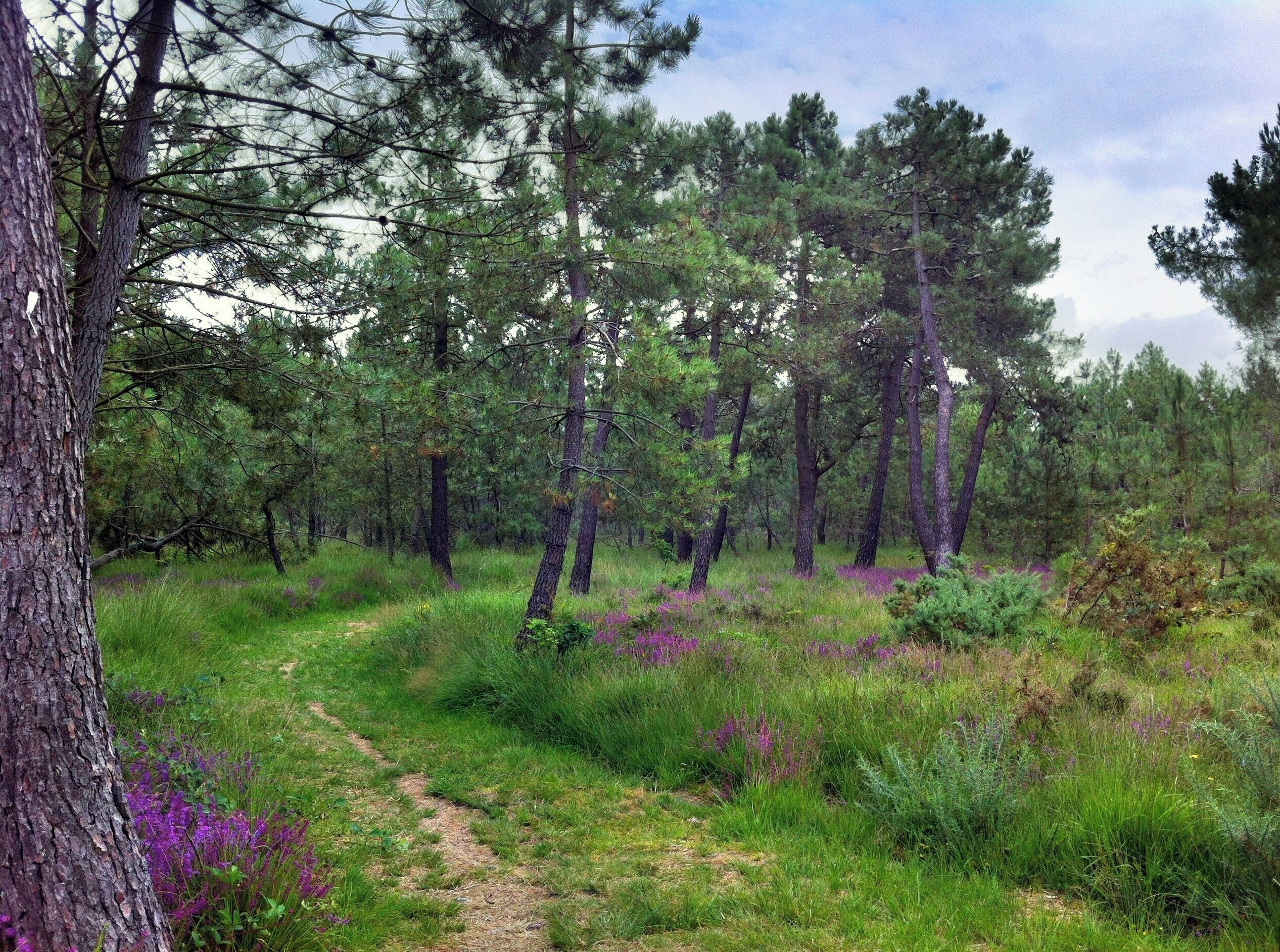 Taken using an iPhone 4 and HDR pro. French forest located in St-Germain, Basse-Normandie, France.