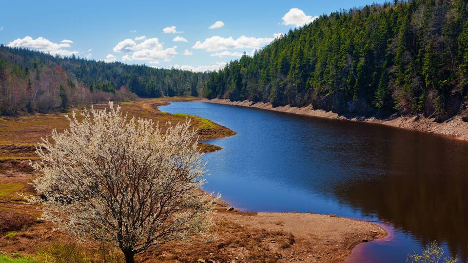 A river winding through a forested landscape with a prominent tree in the foreground.