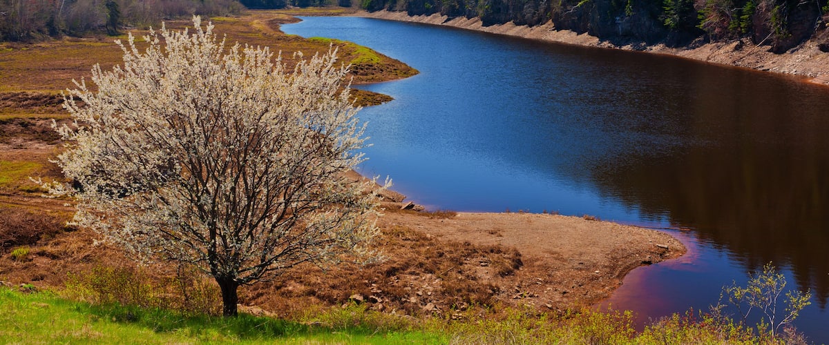 A river winding through a forested landscape with a prominent tree in the foreground.